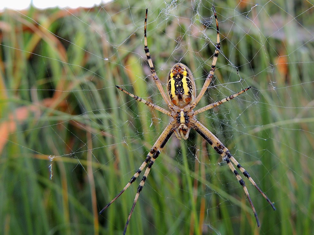 Wespenspinne(Argiope bruennichi) arbeitet emsig an ihrer Netzkonstruktion; 130803