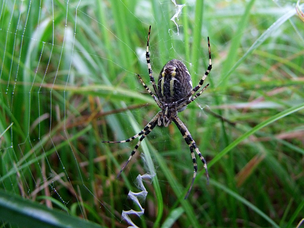 Wespenspinne(Argiope bruennichi) auch Zebraspinne; Tigerspinne oder als Seidenbandspinne bekannt;110815