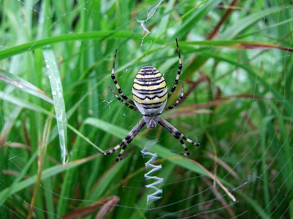 Wespenspinne(Argiope bruennichi), war 2001 die Spinne des Jahres;110815