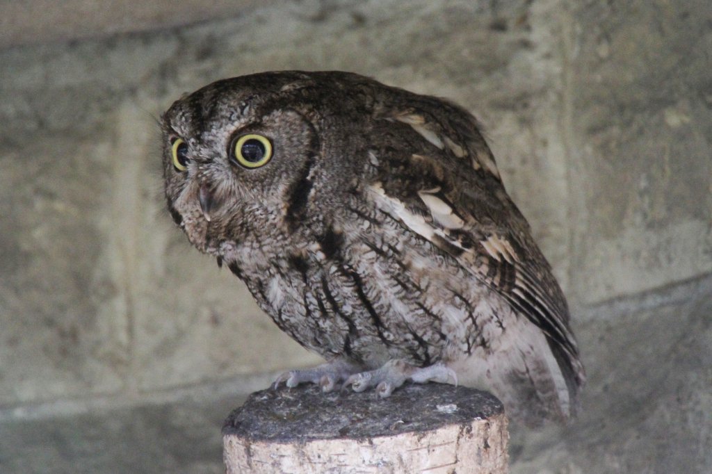 West-Kreischeule oder auch Kennicotti-Kreischeule (Megascops kennicottii) am 18.4.2010 im Tierpark Berlin.