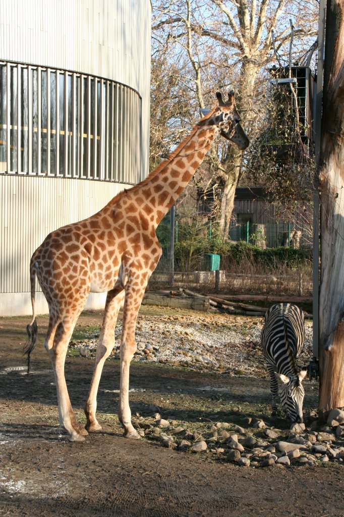 Westafrikanische Giraffe  DIKO  am 7.12.2009 im Zoo Dresden.