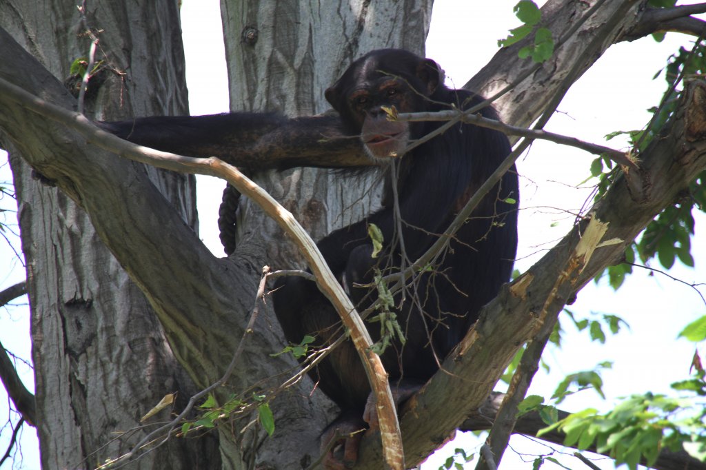 Westafrikanischer Schimpanse (Pan troglodytes verus) am 27.6.2010 im Leipziger Zoo. 