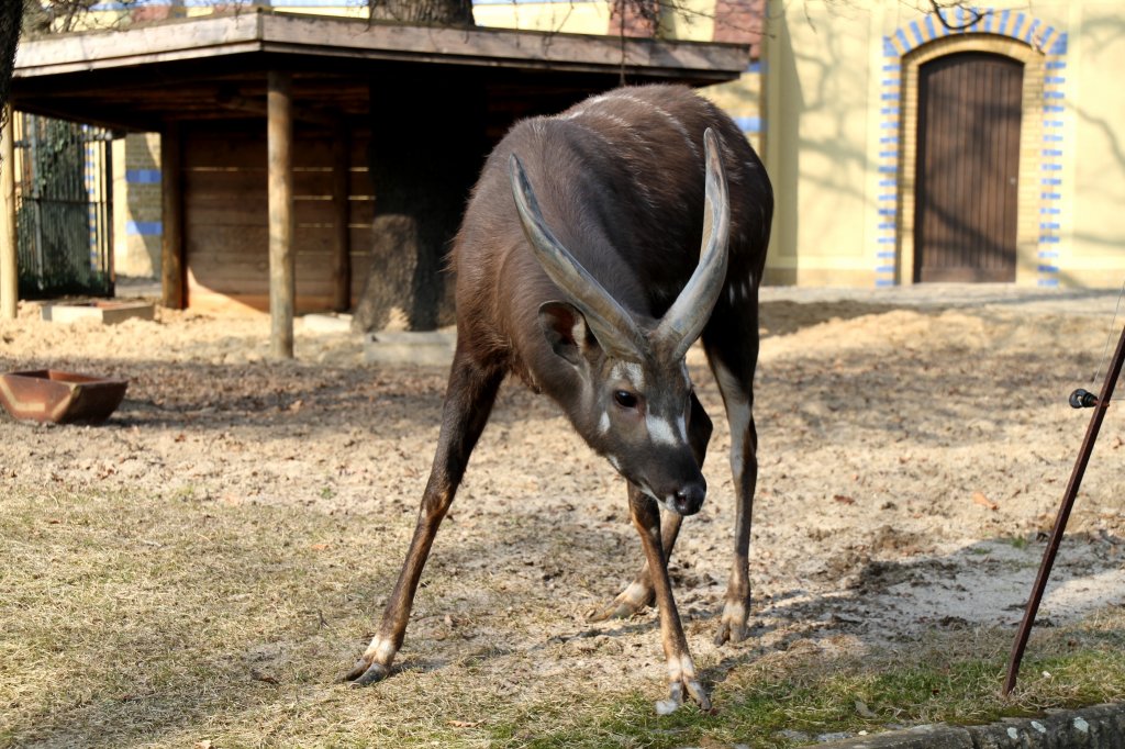 Westafrikanischer Sitatunga (Tragelaphus spekii gratus) am 11.3.2010 im Zoo Berlin.