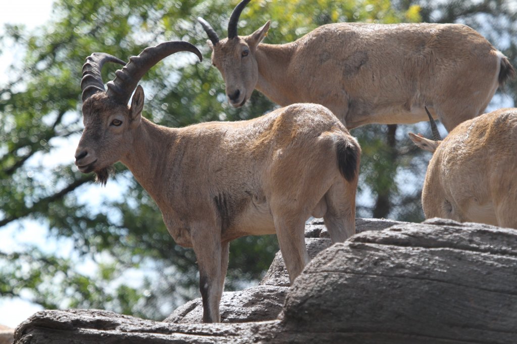 Westkaukasische Steinbock oder Kuban-Tur (Capra caucasica) am 13.9.2010 im Zoo Toronto.