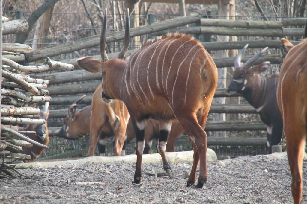 Westliche Sitatunga (Tragelaphus spekii gratus) von Hinten. Zoo Berlin am 10.3.2010.
 
