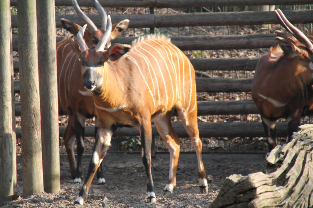 Westliche Sitatunga (Tragelaphus spekii gratus)am 10.3.2010 im Zoo Berlin.