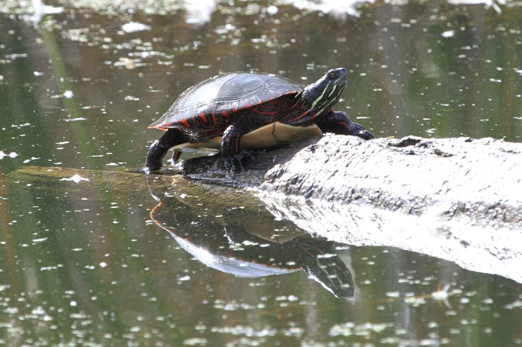 Westliche Zierschildkrte (Chrysemys picta bellii) am 26.9.2010 in der Second Marsh in Oshawa,Ont.