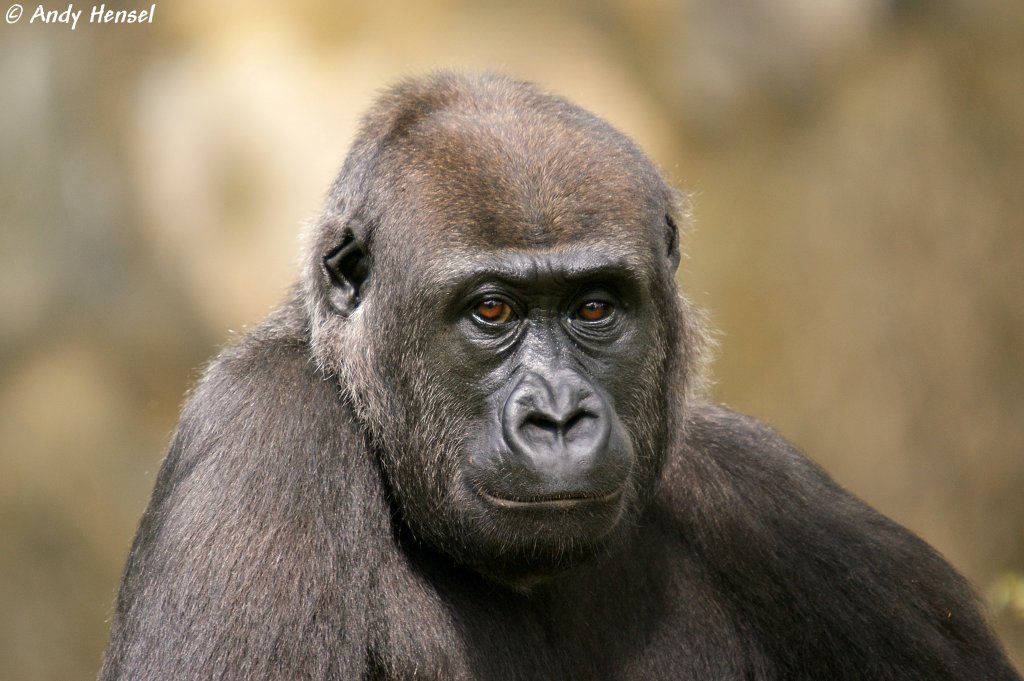 Westlicher Flachlandgorilla ( Djambala  aus dem Zoo Berlin. Geb. am 25.07.2001)