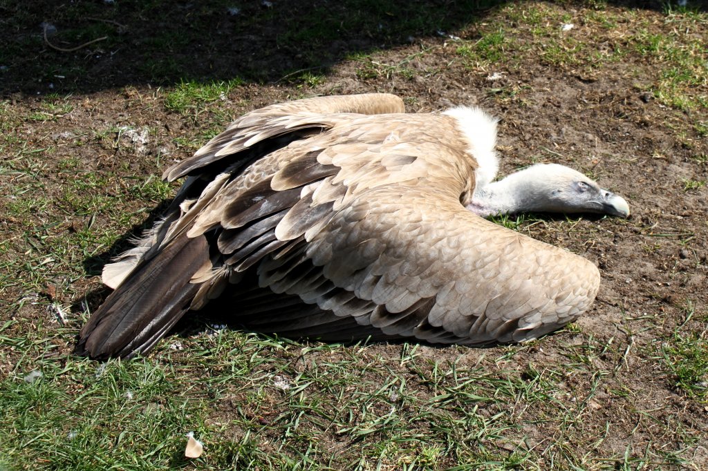 Westlicher Gnsegeier (Gyps fulvus fulvus) am 18.4.2010 im Tierpark Berlin.