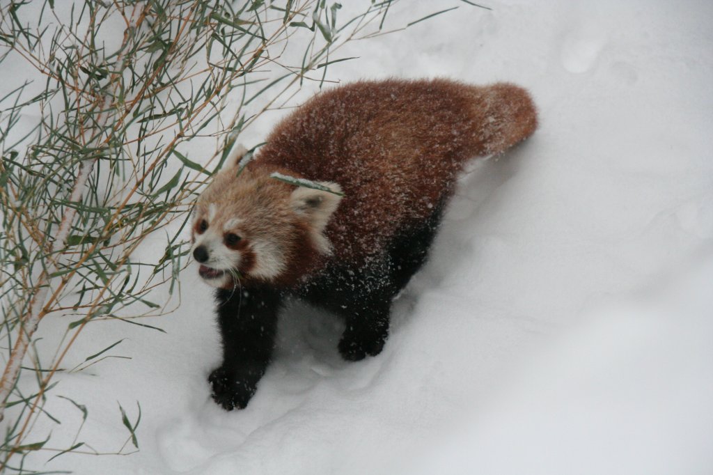 Westlicher Kleiner Panda (Ailurus fulgens fulgens) am 9.1.2010 im Tierpark Berlin.