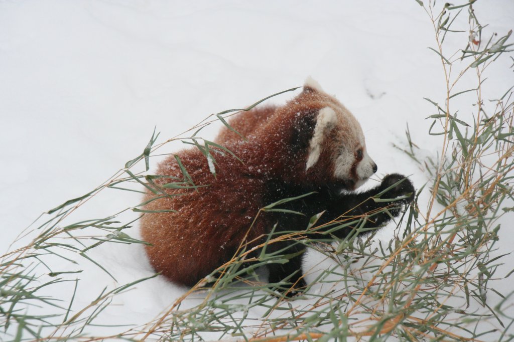 Westlicher Kleiner Panda (Ailurus fulgens fulgens) beim Bambus fessen. Tierpark Berlin am 9.1.2010.