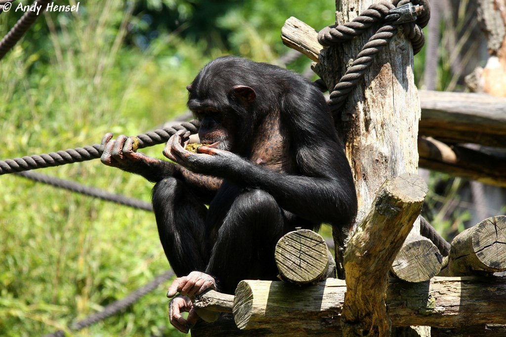 Westlicher Schimpanse