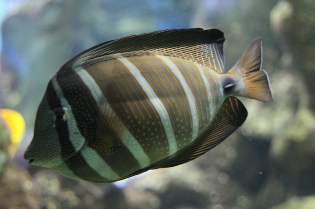 Westlicher Segelflossen-Doktorfisch (Zebrasoma desjardinii) am 19.3.2010 im Zooaquarium Basel.
	