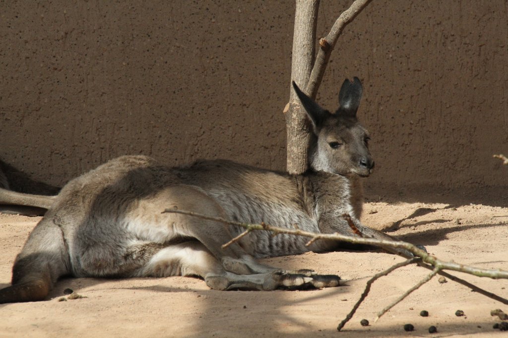 Westliches Graues Riesenknguru (Macropus fuliginosus) am 19.3.2010 im Zoo Basel.