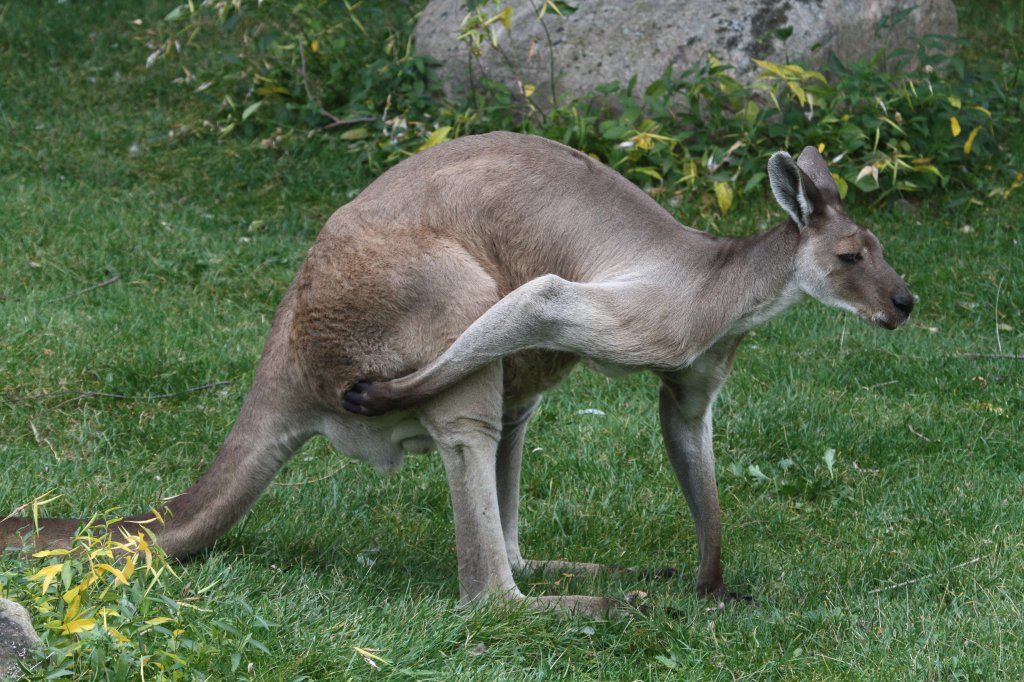 Westliches Graues Riesenknguru (Macropus fuliginosus) beim Kratzen. Toronto Zoo am 25.9.2010.