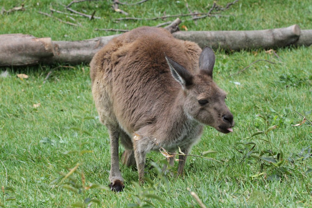 Westliches Graues Riesenknguru (Macropus fuliginosus) am 25.9.2010 im Toronto Zoo.
