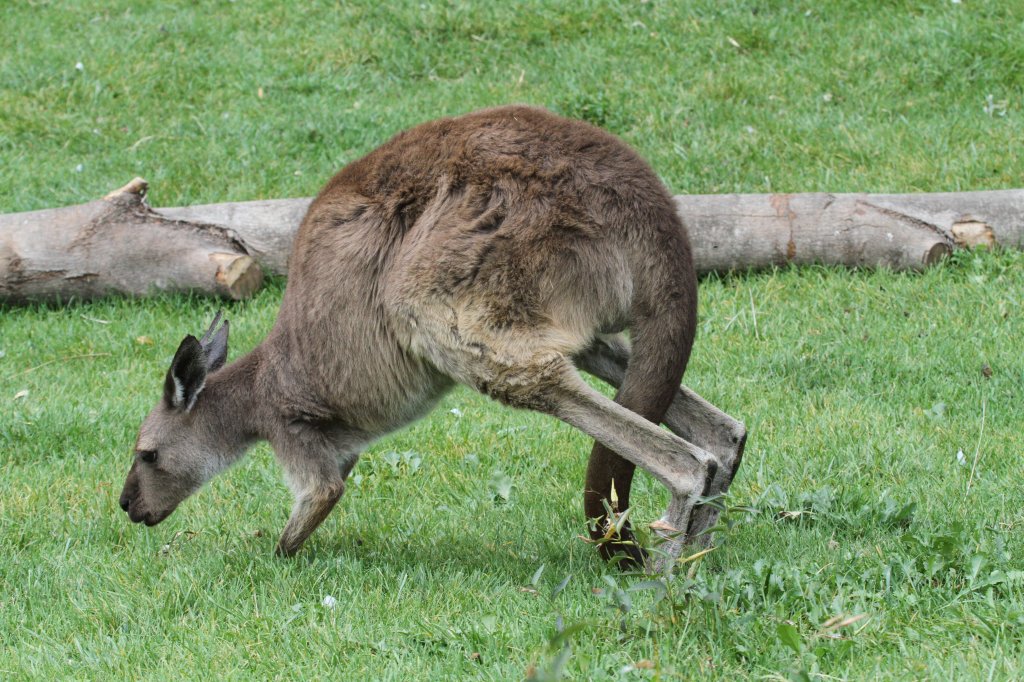 Westliches Graues Riesenknguru (Macropus fuliginosus) am 25.9.2010 im Toronto Zoo.