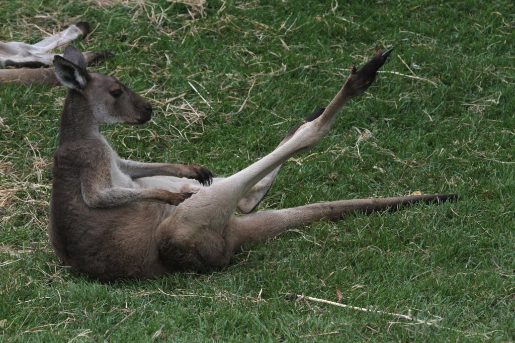 Westliches Graues Riesenknguru (Macropus fuliginosus) beim Kratzen. Toronto Zoo am 25.9.2010.