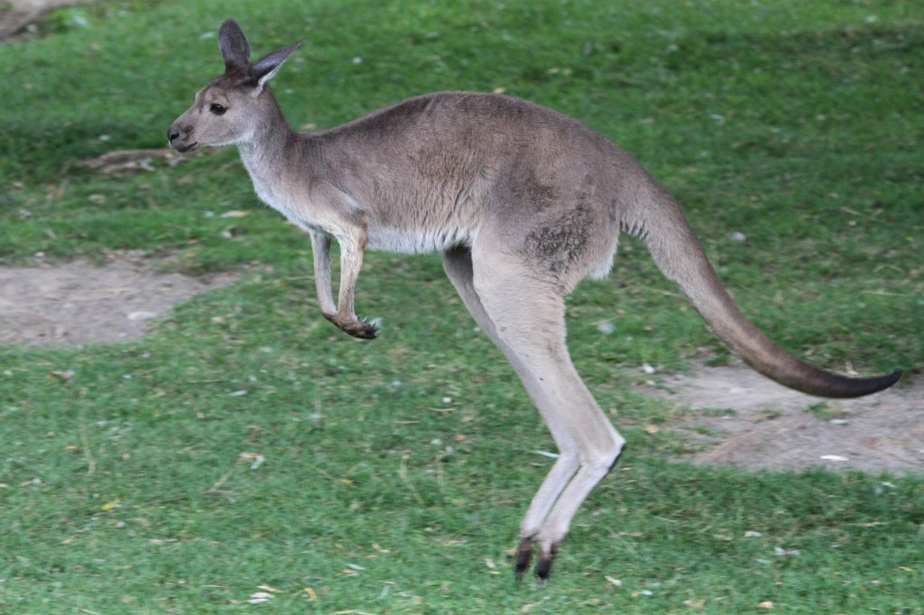 Westliches Graues Riesenknguru (Macropus fuliginosus) beim Springen. Toronto Zoo am 25.9.2010.
