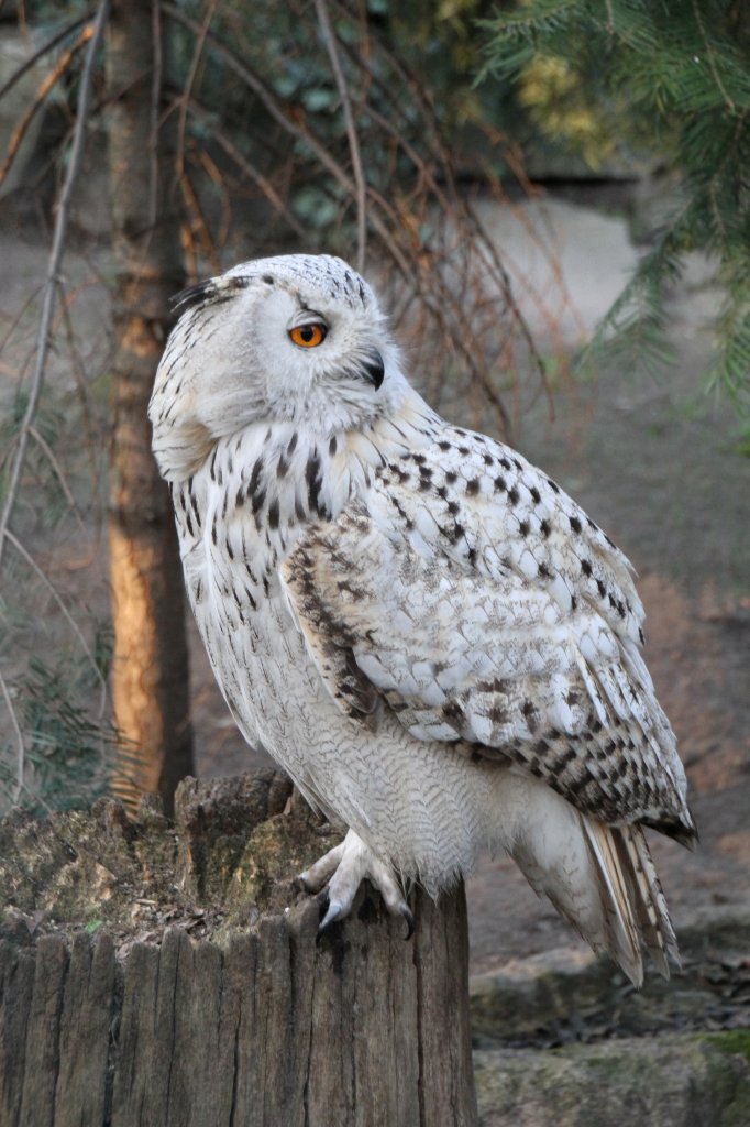 Westsibirischer Uhu (Bubo bubo sibiricus) am 18.4.2010 im Tierpark Berlin.