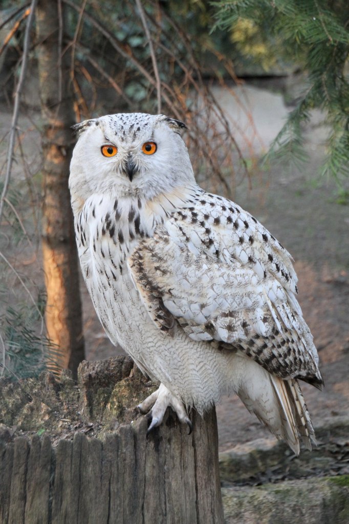 Westsibirischer Uhu (Bubo bubo sibiricus) am 18.4.2010 im Tierpark Berlin.