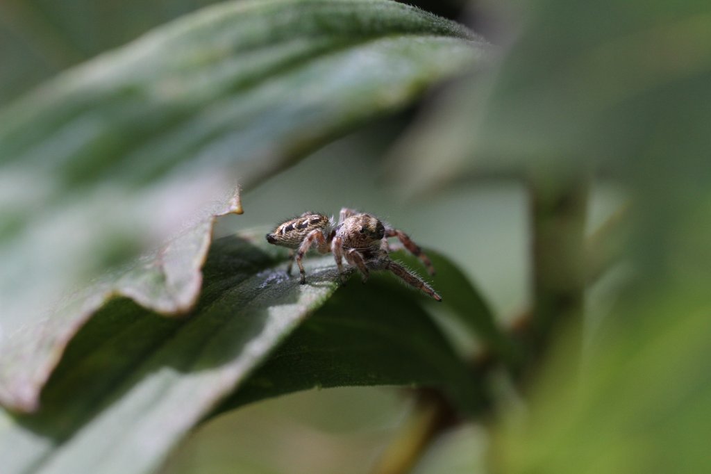 White-streaked Brown Jumping Spider am 14.9.2010 am Saint-Lawrence-River.