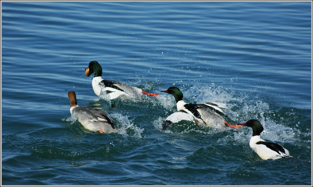 ...wie gewonnen...
(06.03.2012)