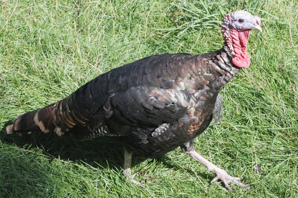 Wild-Truthahn (Meleagris gallopavo) am 18.9.2010 im Zoo Sauvage de Saint-Flicien,QC. 
