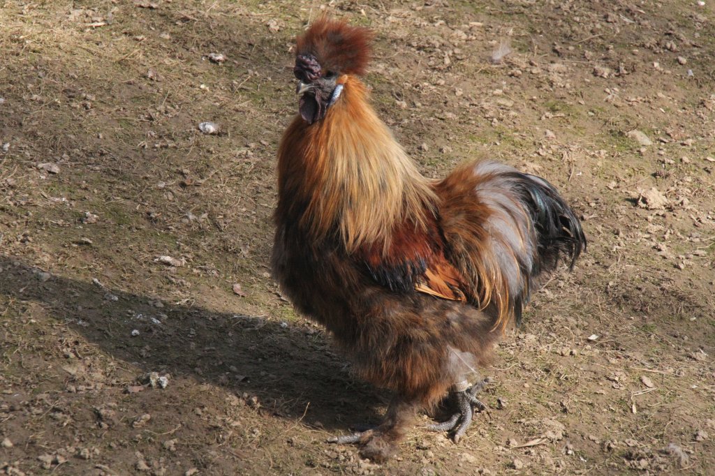 Wildfarbenes Seidenhuhn am 19.3.2010 im Zoo Basel.