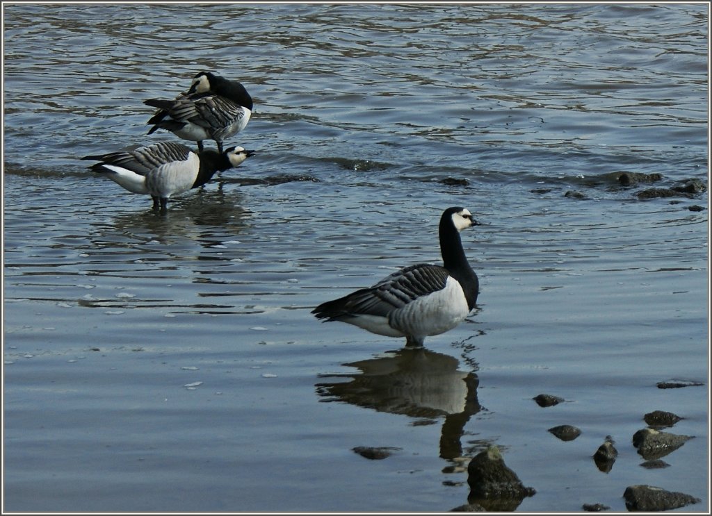 Wildgnse am Ufer bei Helsinki.
(30.04.2012)