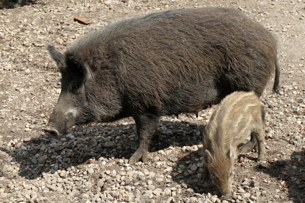 Wildschwein mit Frischling (Sus scrofa) am 26.4.2010 im Vogelpark Karlsdorf-Neuthard. 
