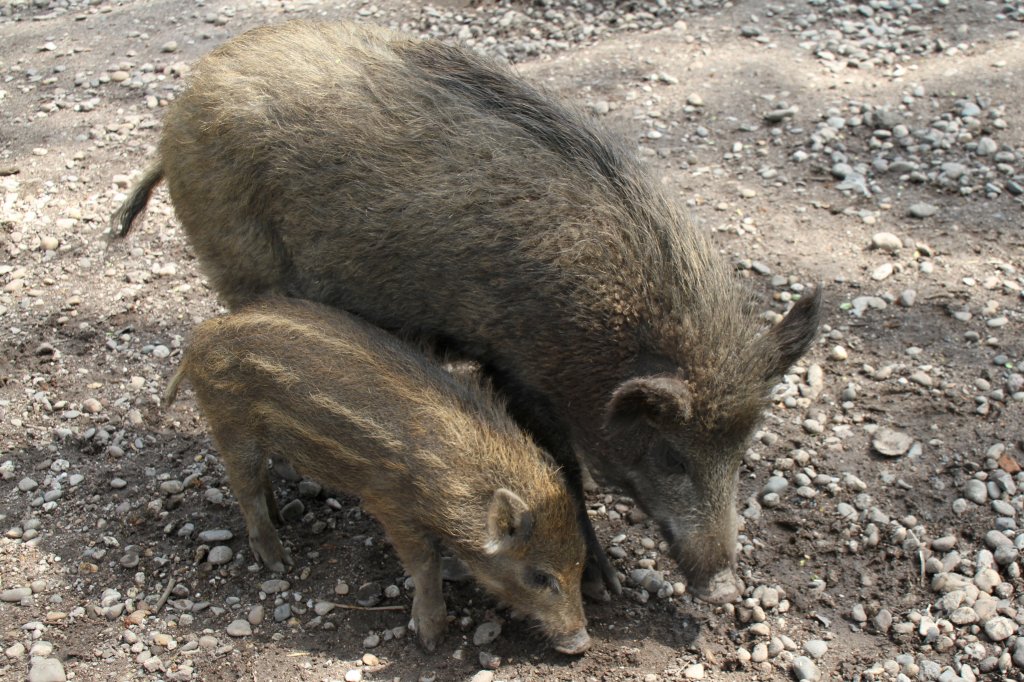 Wildschwein mit Frischling (Sus scrofa) am 26.4.2010 im Vogelpark Karlsdorf-Neuthard. 
