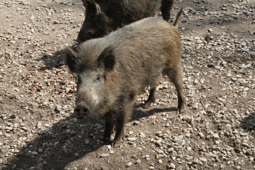 Wildschwein (Sus scrofa) am 26.4.2010 im Vogelpark Karlsdorf-Neuthard.

