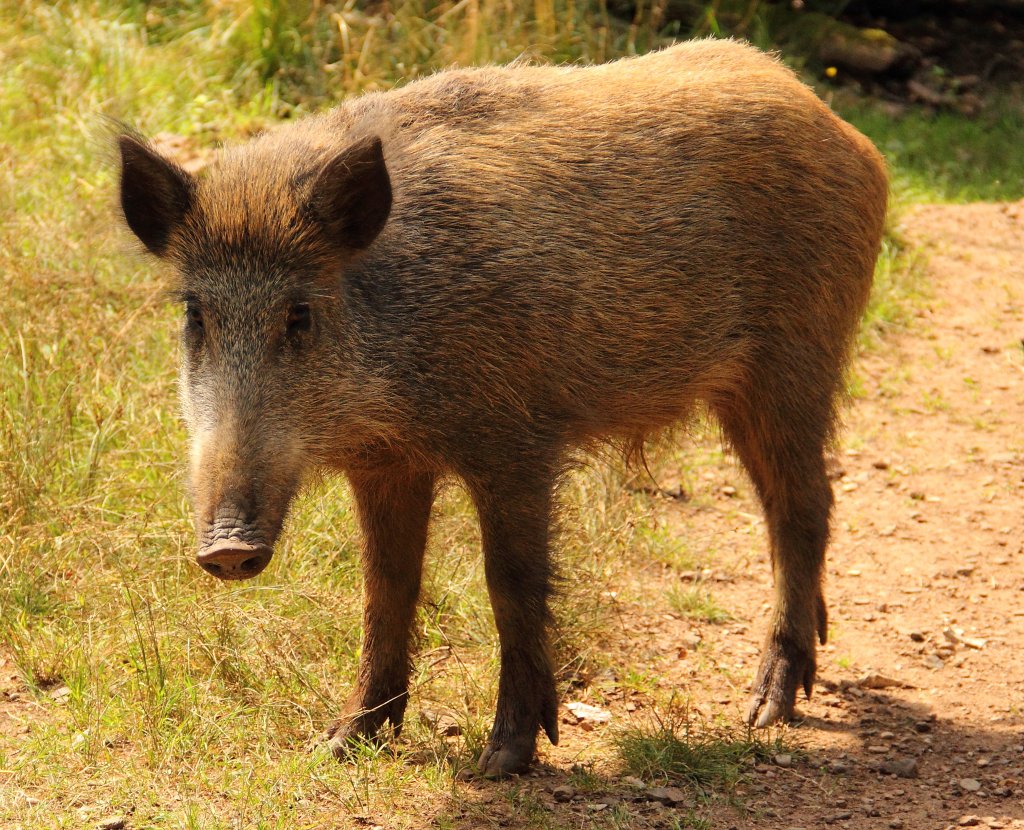 Wildschwein in Tambach am 04.08.2012.