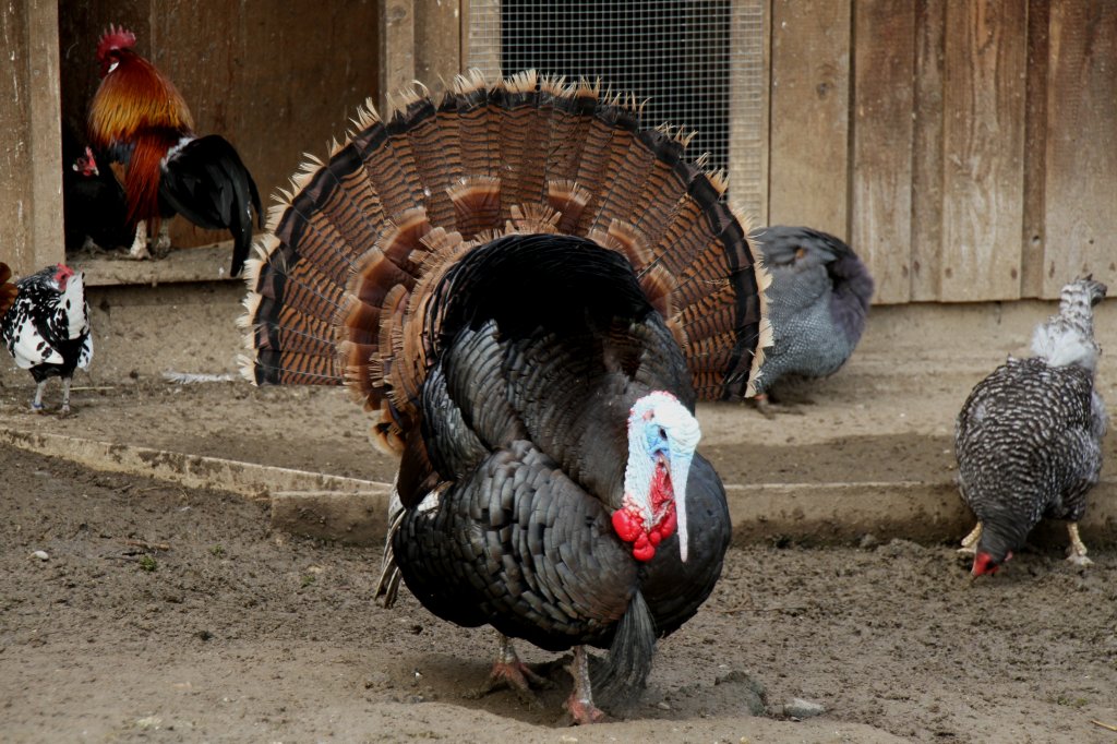 Wildtruthuhn (Meleagris gallopavo) am 14.4.2010 im Vogelpark Dielheim-Balzfeld.