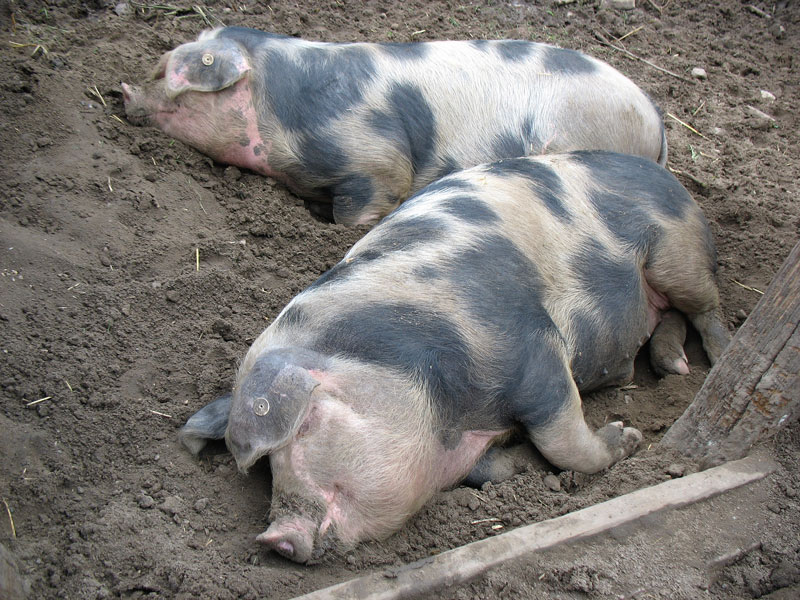  Wir brauchen jetzt unsere Ruhe ; Bunte Bentheimer Schweine im Freilichtmuseum Kiekeberg, 03.05.2009
