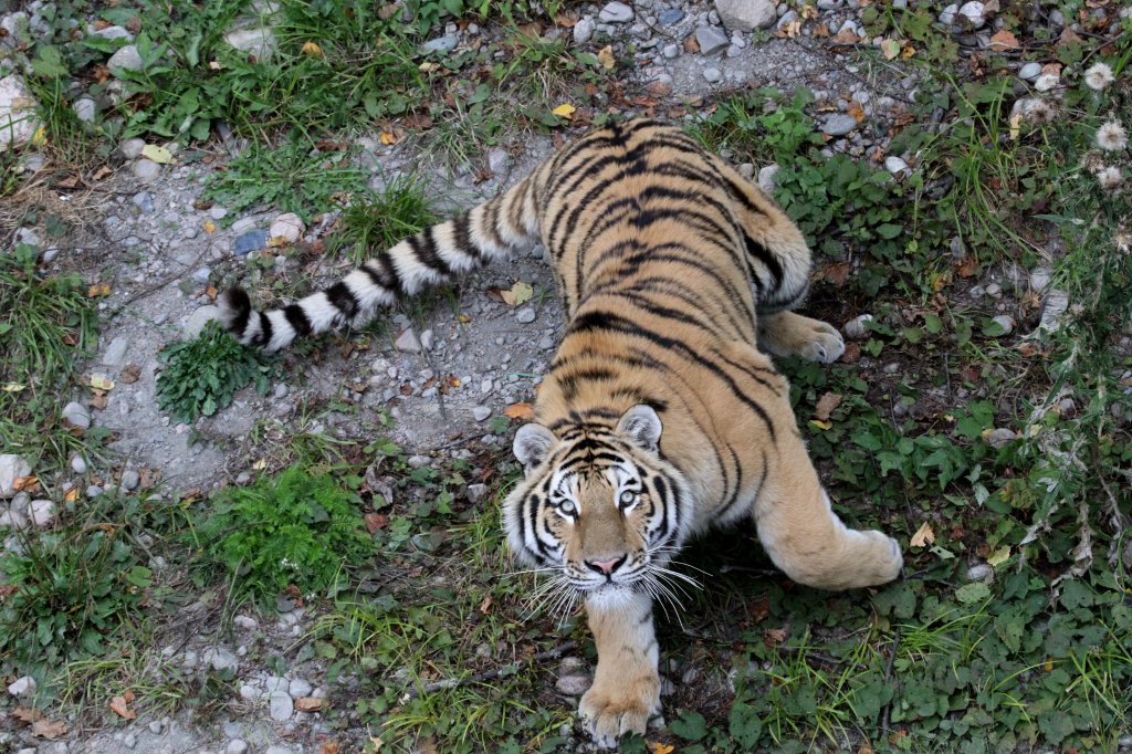 Wirf schon endlich! Sibirischer Tiger am 18.9.2010 im Zoo Sauvage de Saint-Flicien,QC.