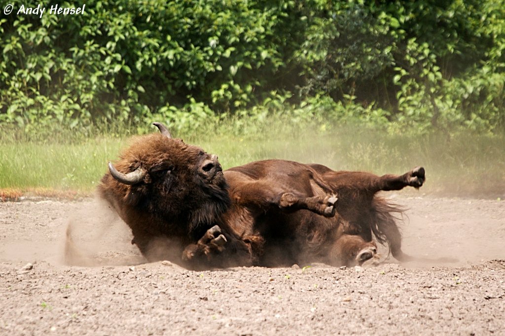 Wisent in Action
