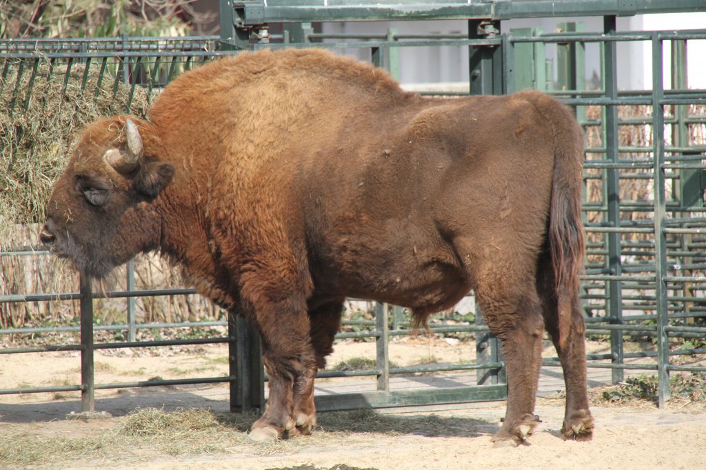 Wisent (Bison bonasus) am 11.3.2010 im Zoo Berlin.
