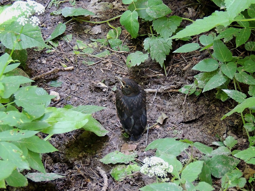  Wo bleibt nur Mama? , denkt sich wohl dieser junge Amsel; 120616