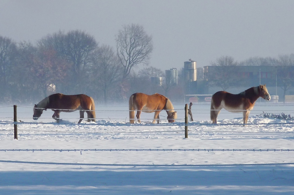Wo krzlich noch Khe weideten 
(http://www.tier-fotos.eu/name/tier-bild/13147/kategorie/Haus-+und+Nutztiere~Rinder~Schwarzbunte.html)
stehen nun drei Pferde im Schnee...

Vorst, 8.12.12