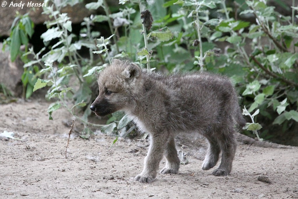  Wo sind denn die Schafe hier?  Kanadischer Wolfswelpe (Polarwolf - geb. am 30.04.2010 im Berliner Zoo)