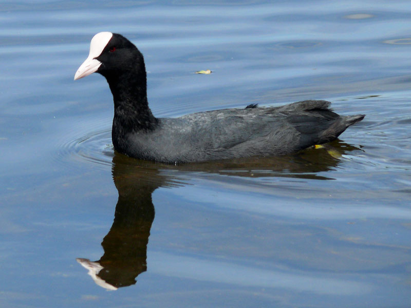 Wohl kaum ein anderes Tier wie das Blsshuhn (Fulica atra) (alte Schreibweise Blesshuhn) hat so viele Namen unter denen es - teils nur regional - bekannt ist: Belche, Blesse, Blle, Blssralle (Blessralle), Bichn, Duckente, Huhent, Hurbel, Lietze, Rohrhuhn, Wasserhuhn, Zappe und hauptschlich in der Schweiz: Taucherli; hier ein Foto von diesem Wasservogel samt seinem Spiegelbild auf dem Lanzer See, 29.05.2010
