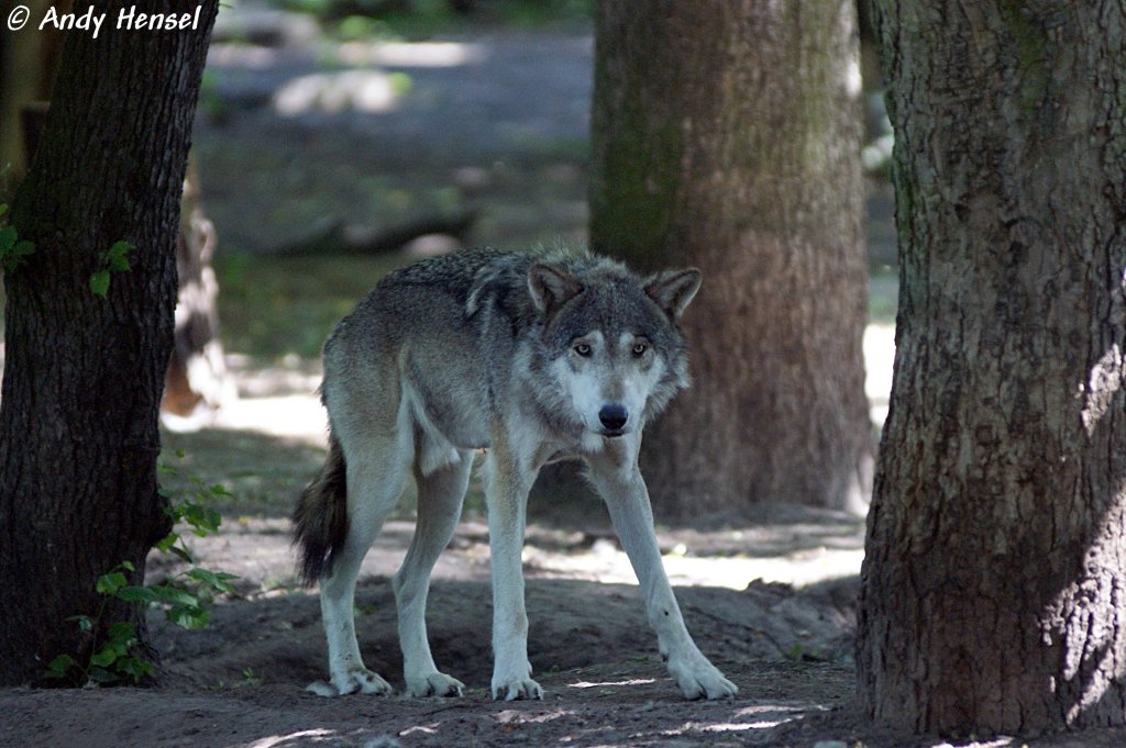 Wolf (Eurasischer Wolf)