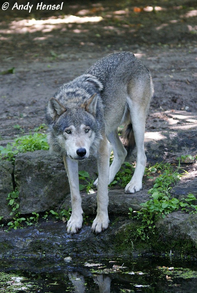 Wolf (Eurasischer Wolf)