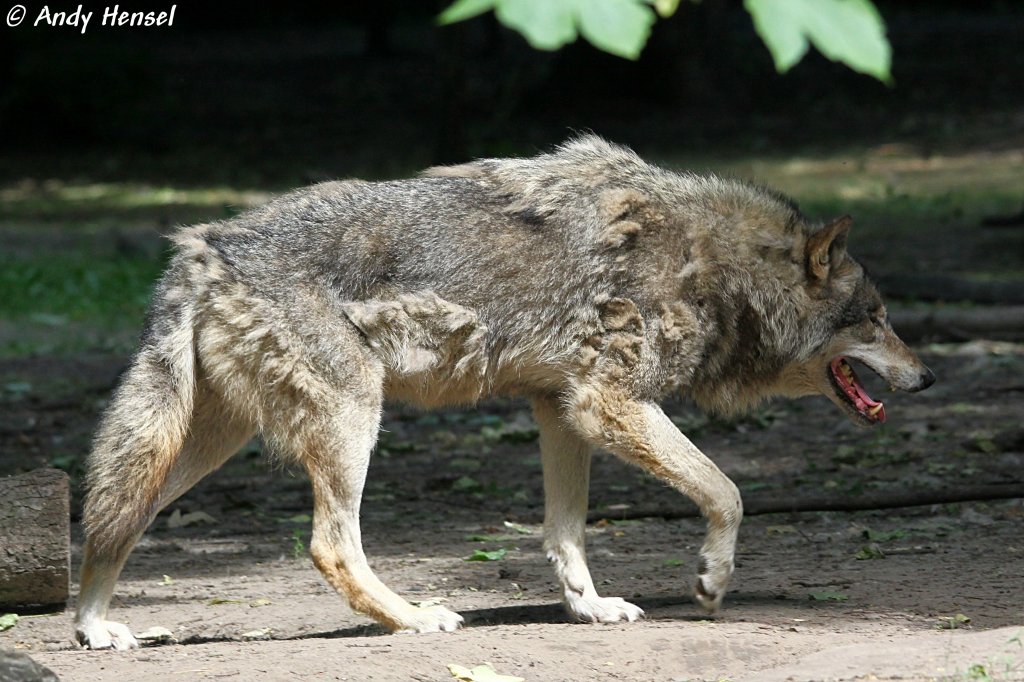Wolf (Eurasischer Wolf)