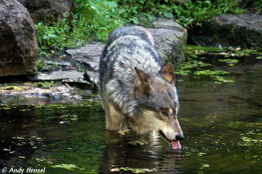 Wolf (Eurasischer Wolf)