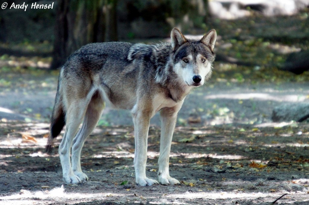 Wolf (Eurasischer Wolf)