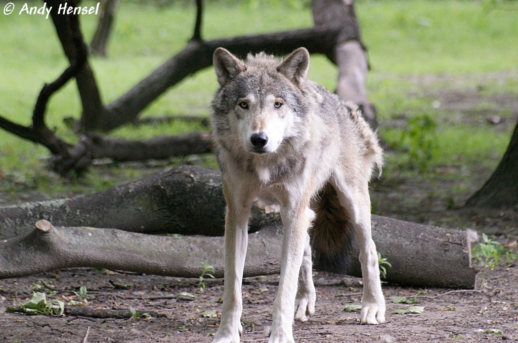 Wolf (Eurasischer Wolf), auch Grauwolf  genannt.