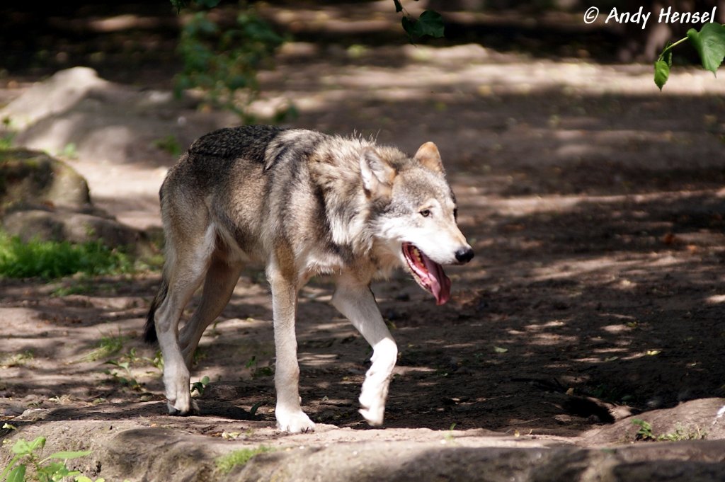 Wolf (Eurasischer Wolf - Europa, Skandinavien, Russland, China, Mongolei, Himalaya)
